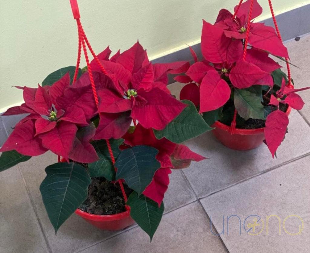 Classic Christmas Poinsettia poinsettia
