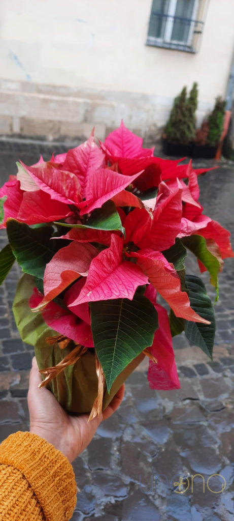 Classic Christmas Poinsettia Poinsettia