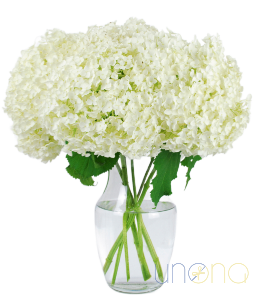Hydrangea arrangement for delivery in Ukraine