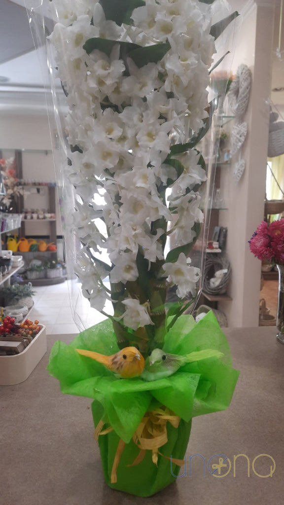 Dendrobium Orchid By Price