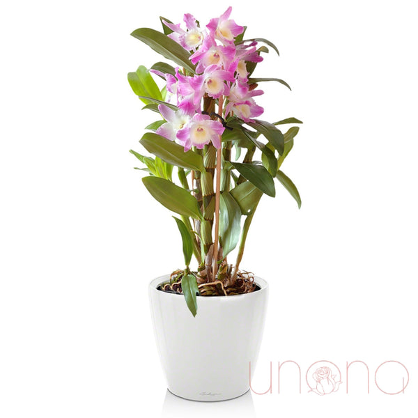 Dendrobium Orchid | Ukraine Gift Delivery.