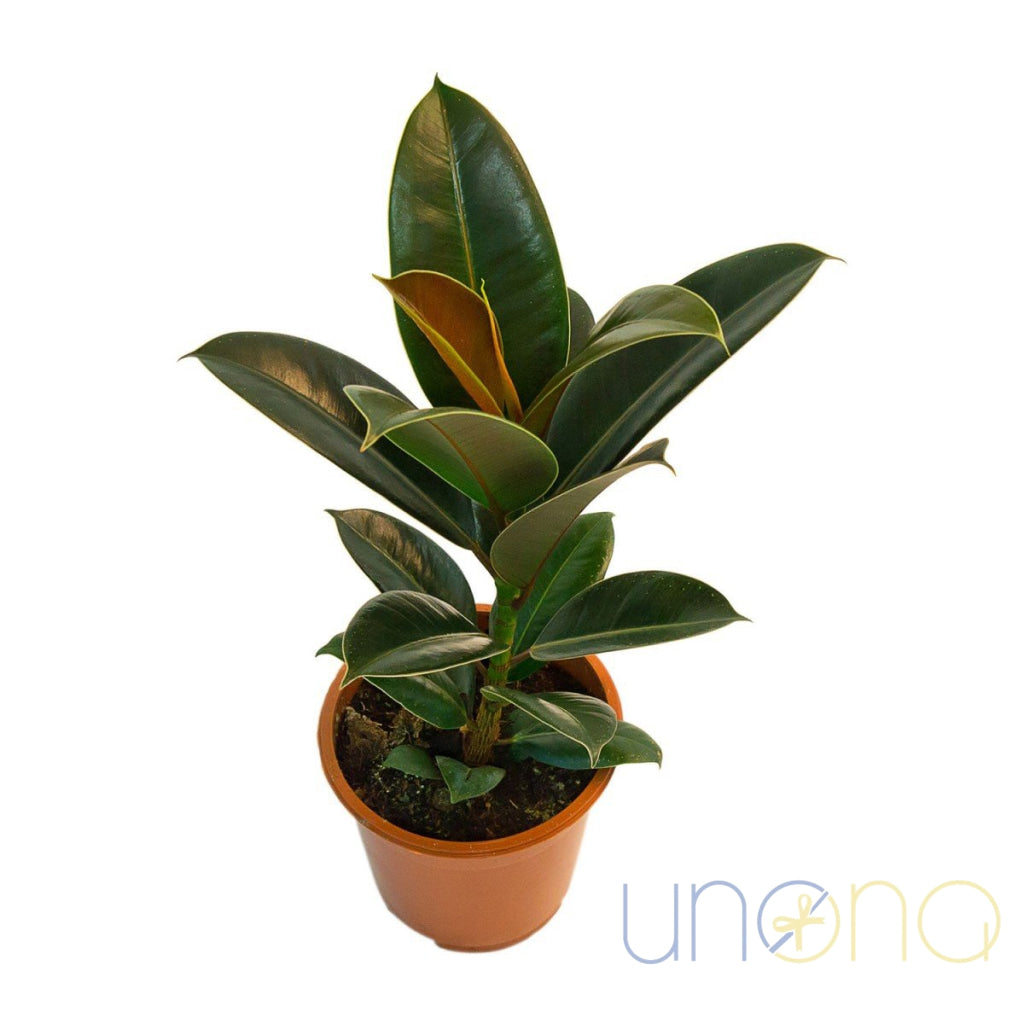 Ficus Elastica | Ukraine Gift Delivery.
