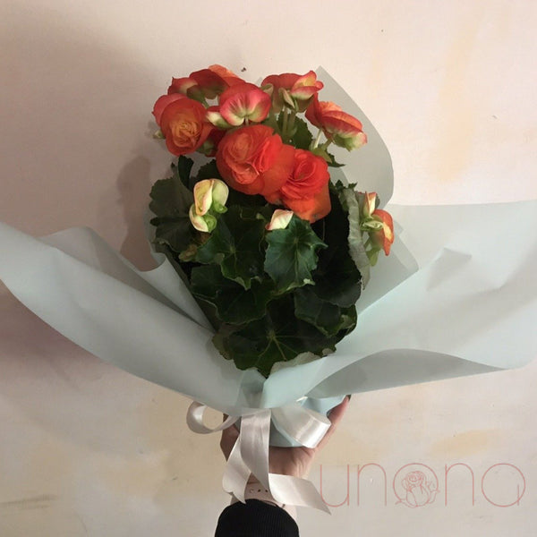 Gorgeous Begonia | Ukraine Gift Delivery.