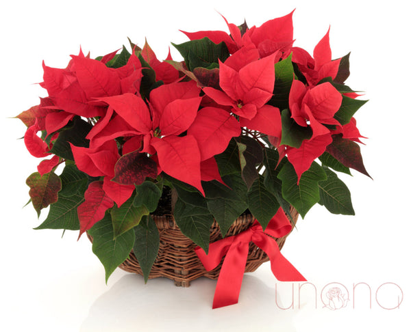 Gorgeous Poinsettia Flower Basket By Occasion