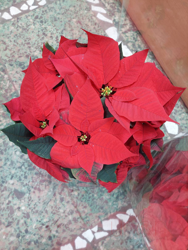 Gorgeous Poinsettia Flower Basket By Occasion