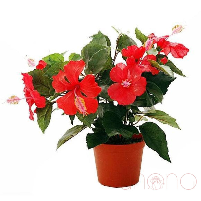 Hibiscus Blooming Plant | Ukraine Gift Delivery.