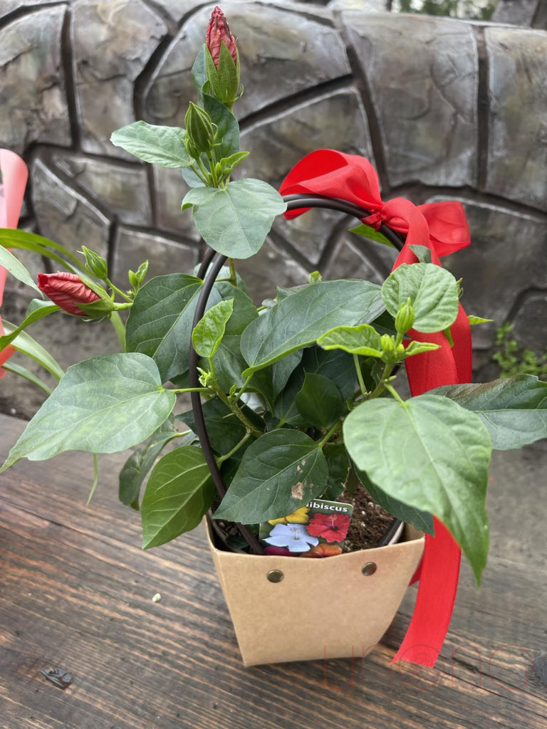 Hibiscus Blooming Plant By Price