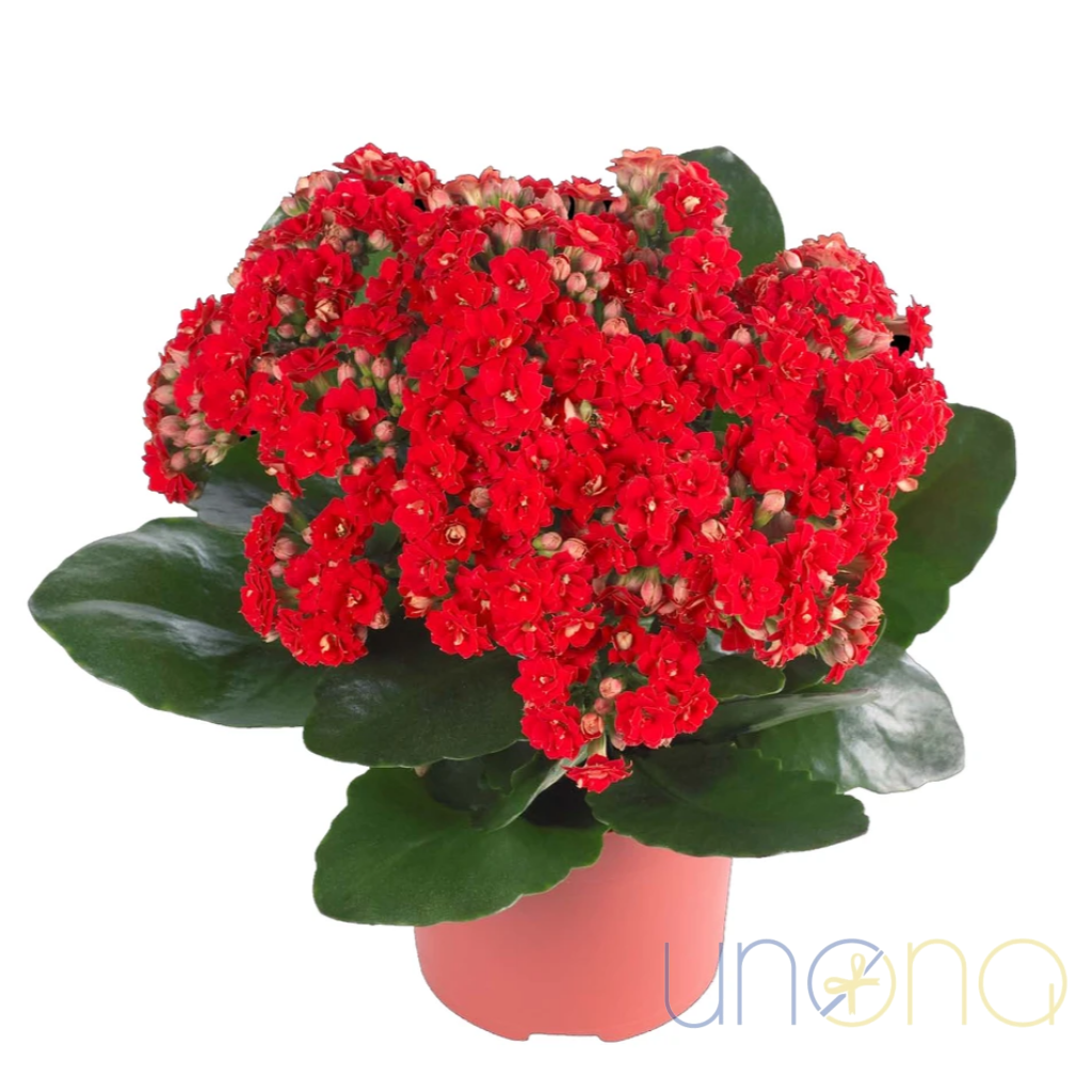 Kalanchoe Plant | Ukraine Gift Delivery.