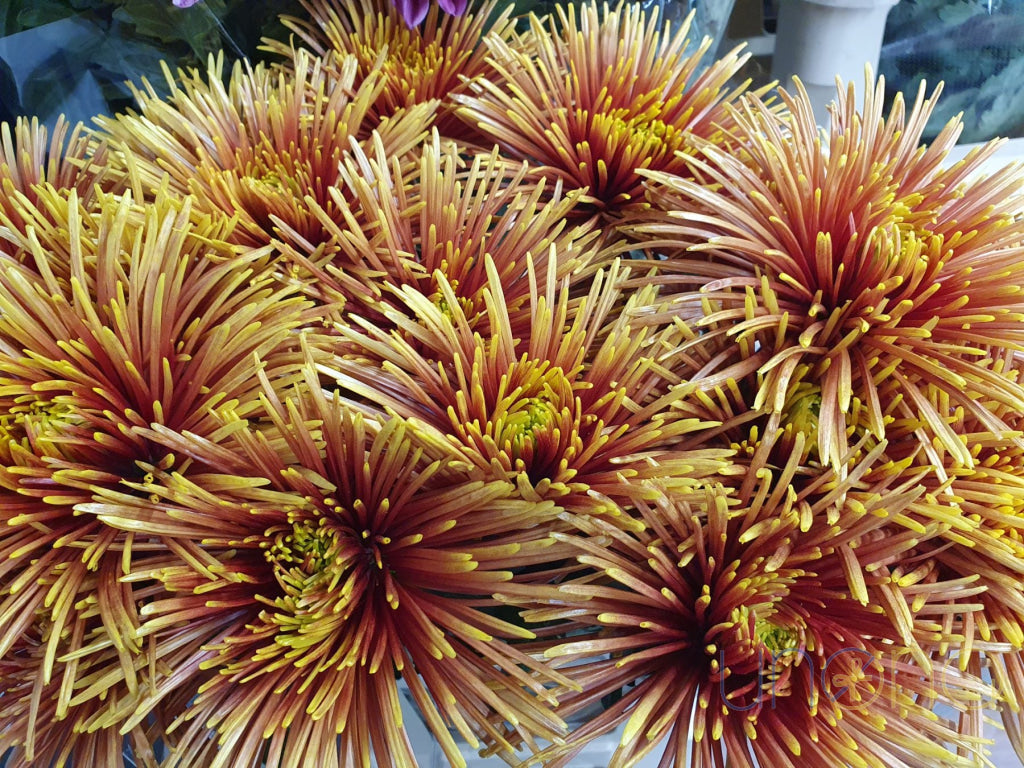 Magical Chrysanthemum Bouquet Flowers