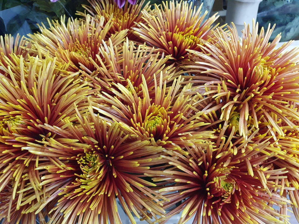 Magical Chrysanthemum Bouquet Flowers