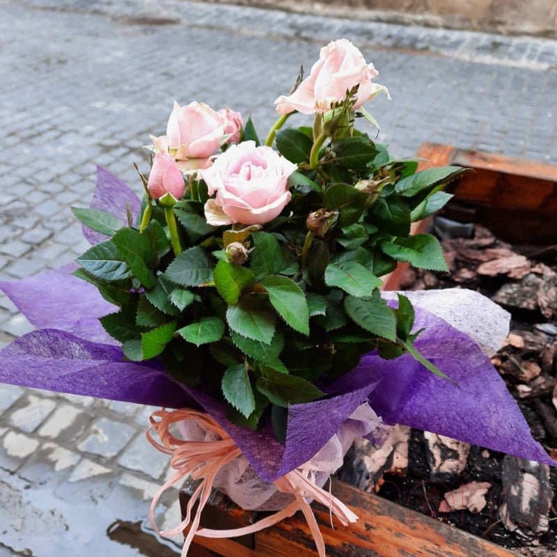 Miniature Rose Bush | Ukraine Gift Delivery.