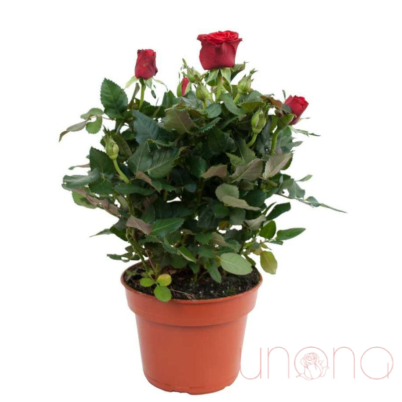 Miniature Rose Bush | Ukraine Gift Delivery.
