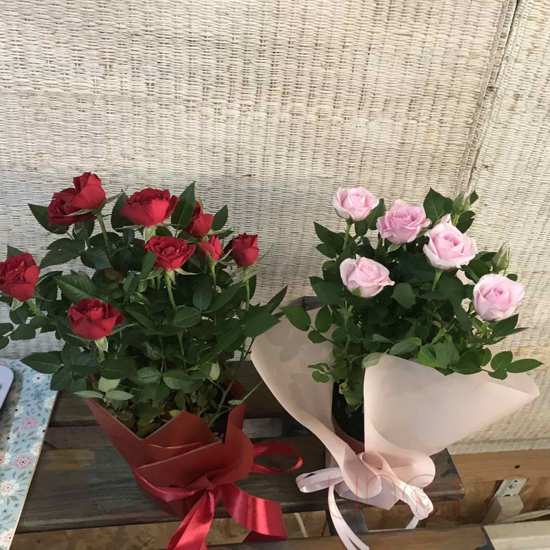 Miniature Rose Bush By Price