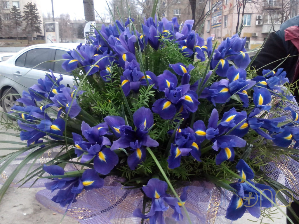 Passionate Irises | Ukraine Gift Delivery.