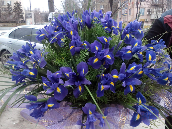 Passionate Irises | Ukraine Gift Delivery.