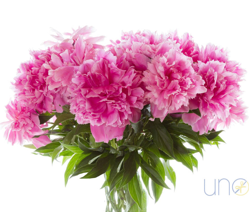 Peony Prince Arrangement By Holidays