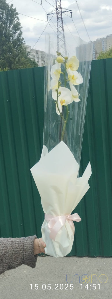 Phalaenopsis Orchid