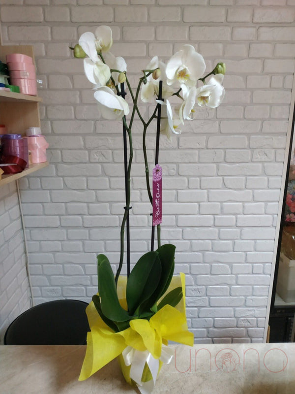 Online Flower delivery in Ukraine: Gorgeous Live Orchid