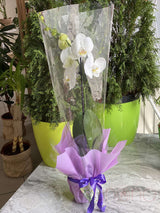 Online Flower and Plant Delivery in Ukraine: Phalaenopsis Orchid
