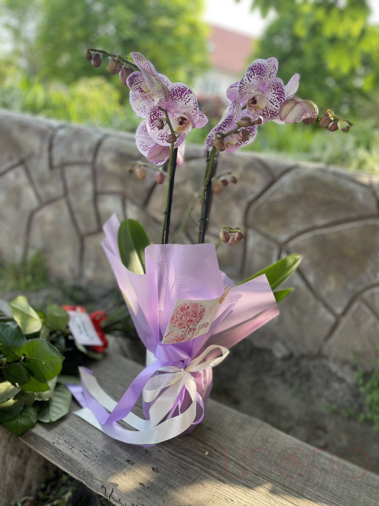 Phalaenopsis Orchid By Holidays