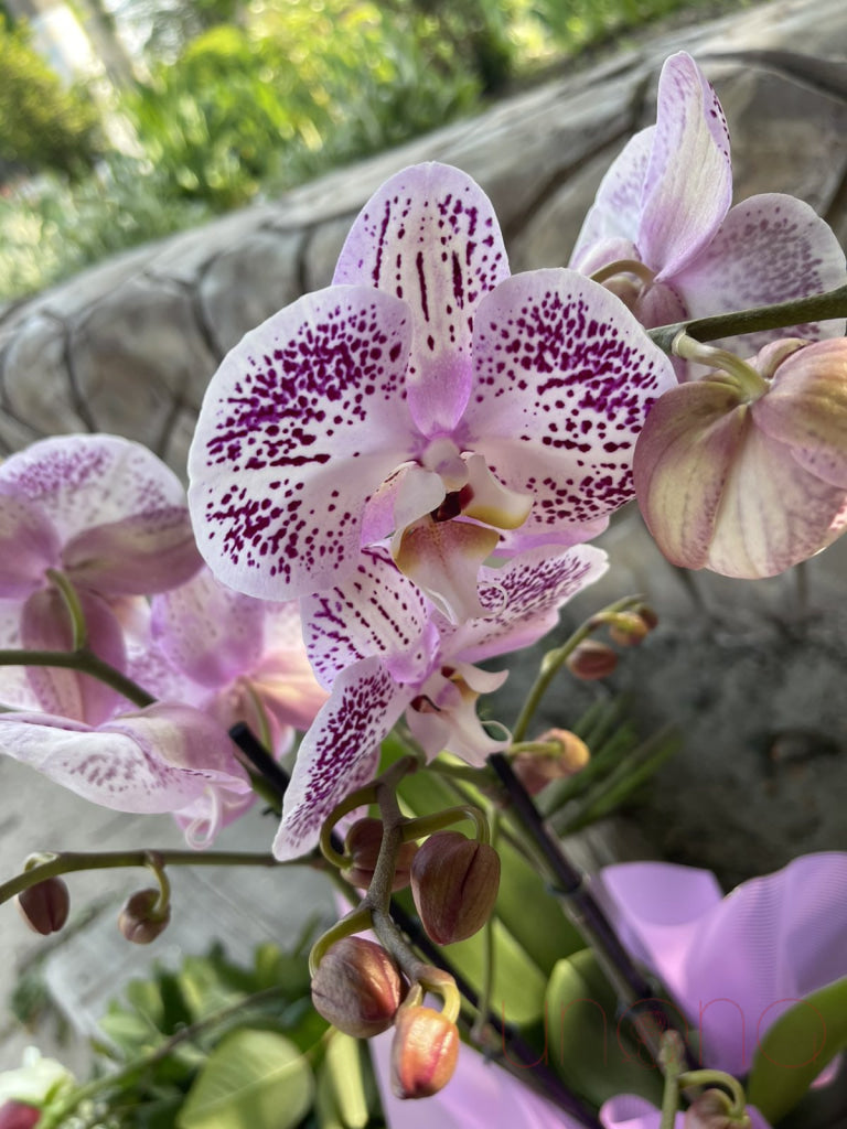 Phalaenopsis Orchid Violet / Regular: One Stem By Holidays