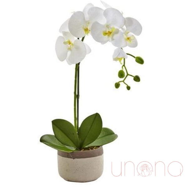 Phaelenopsis Orchid | Online flower delivery in Ukraine