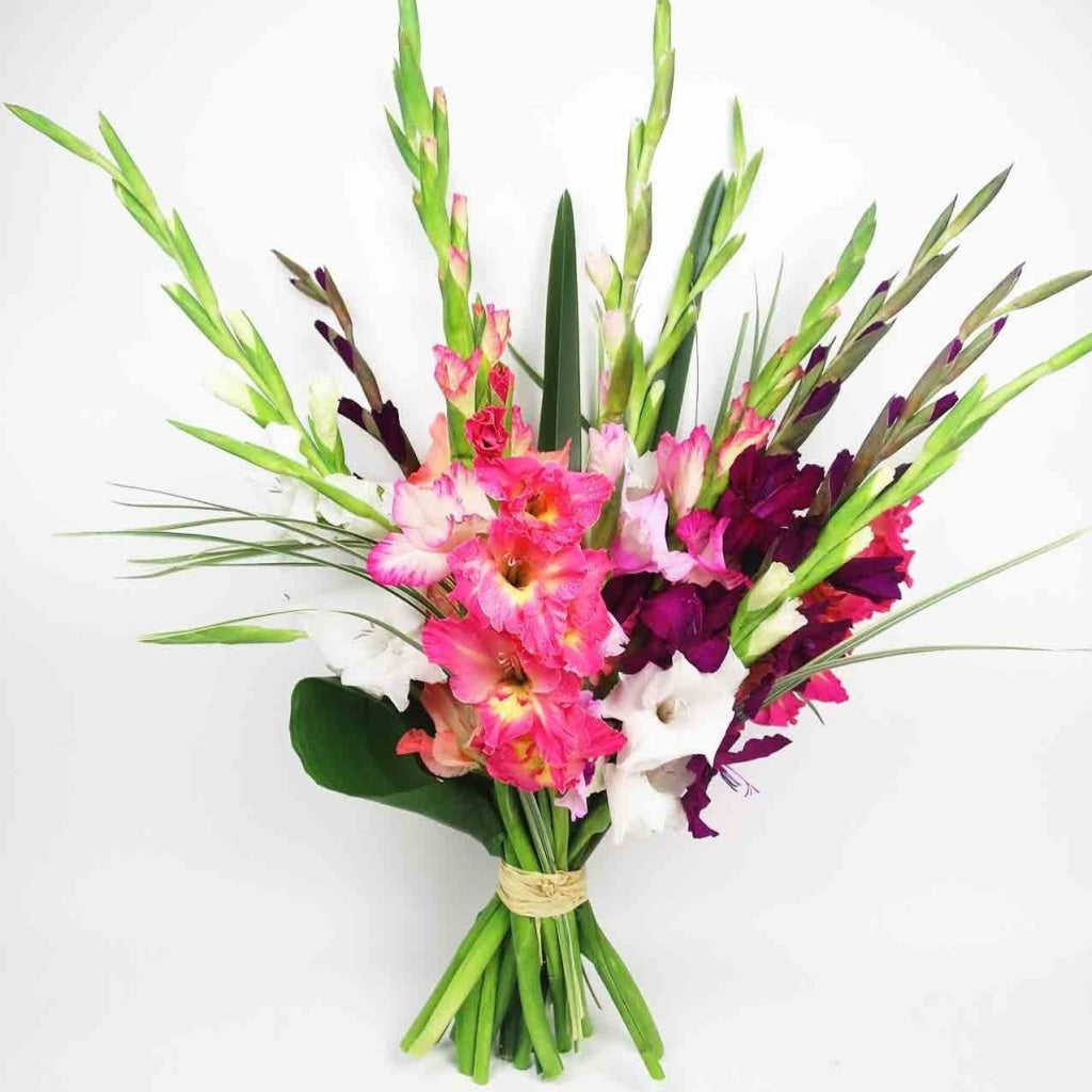 Gladiolus bouquet for Knowledge Day, name days, and birthdays in Ukraine