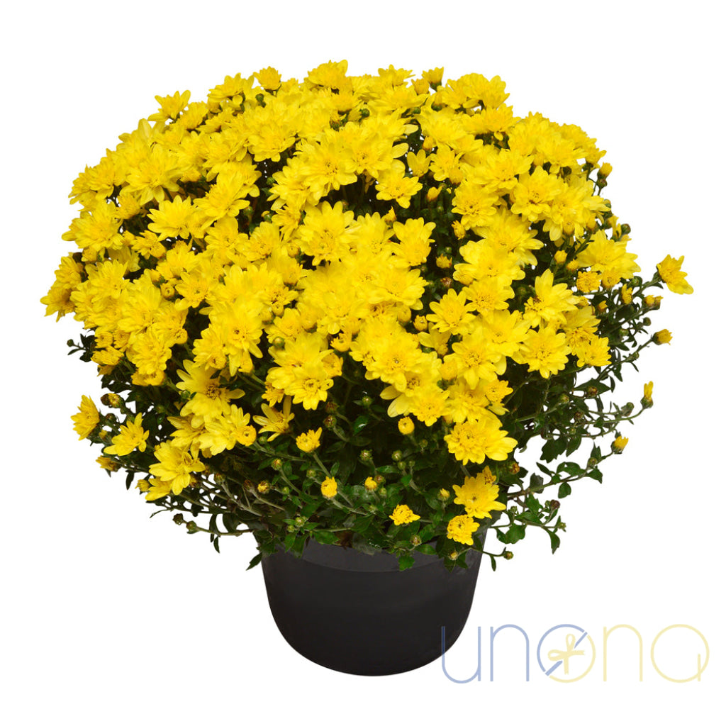 Sweet Chrysanthemums Bouquet Flowers