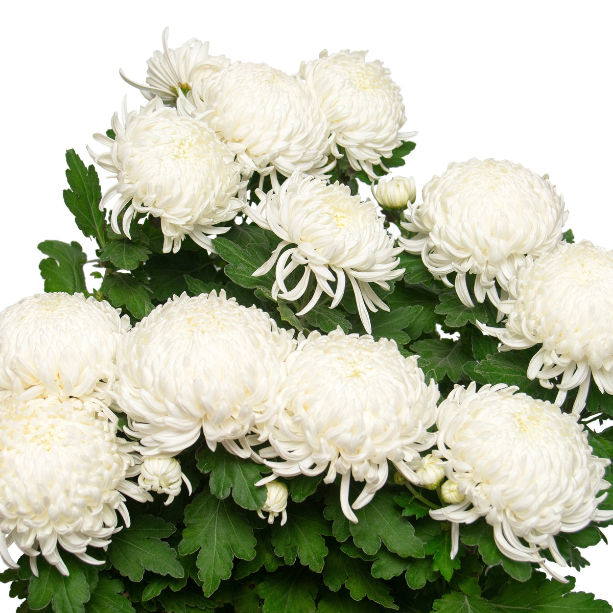 Vienna white chrysanthemums delivery in Ukraine